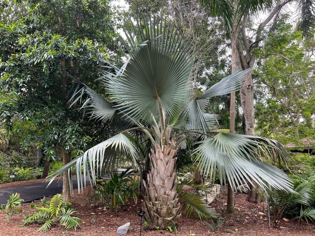 Copernicia fallaensis at the Arboretum at Constitution Park, Deerfield Beach, Florida USA