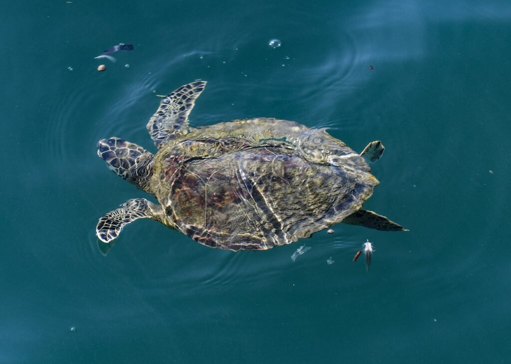 Green Sea Turtle swimming in the ocean at Jetty Park in Cape Canaveral Florida