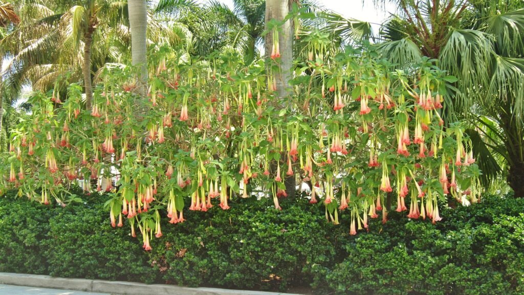 Tree in bloom facing The Broward Center For The Performing Arts. New River, Fort-Lauderdale, Florida